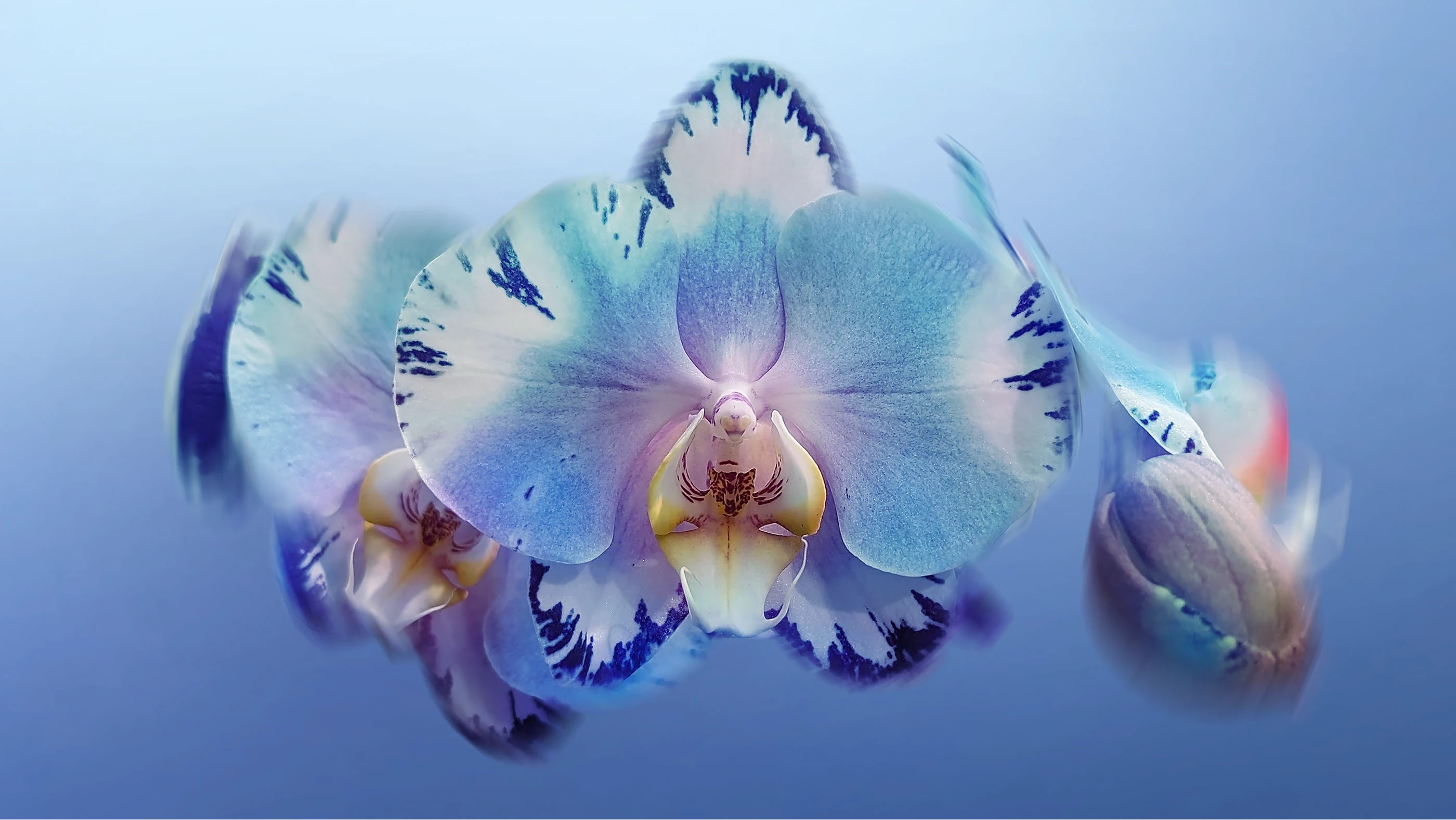 Shelby Hanlon: BLOSSOM 41