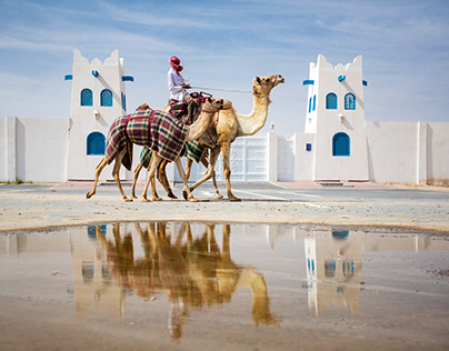Camel Race | Qatar