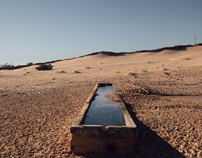 Searching Water Between The Palms